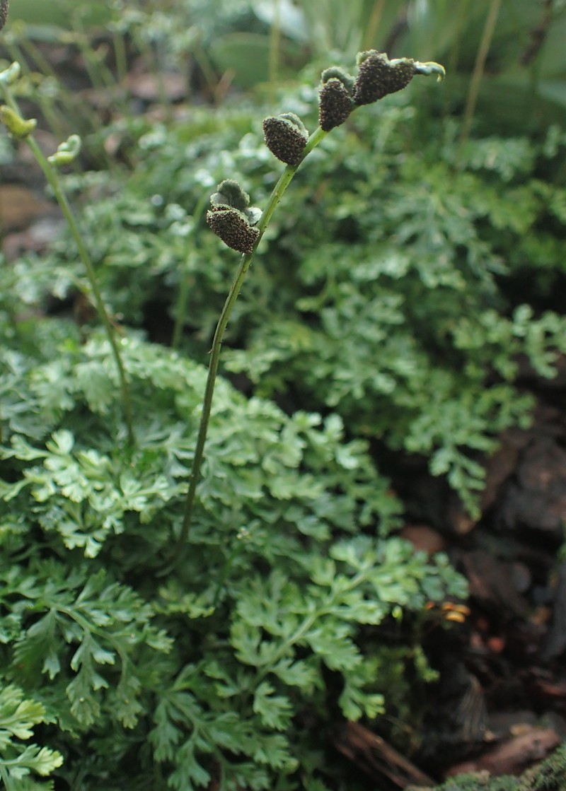 Bolbitis heteroclita photo 2