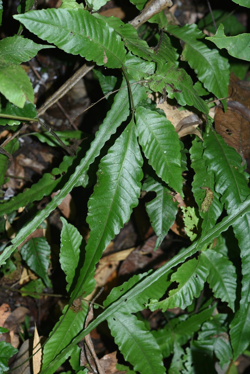 Bolbitis heteroclita photo 8