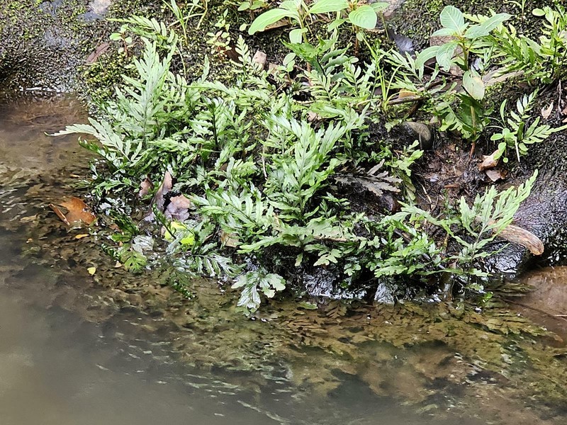 Bolbitis heudelotii photo 4