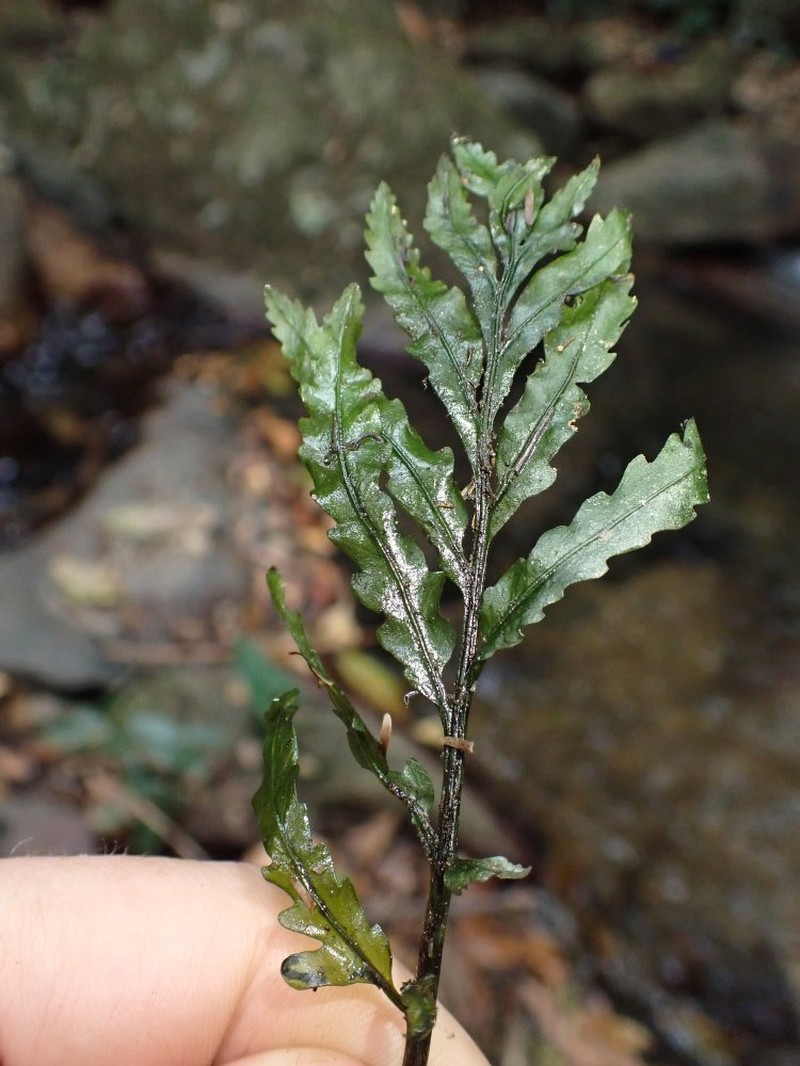 Bolbitis heudelotii photo 6