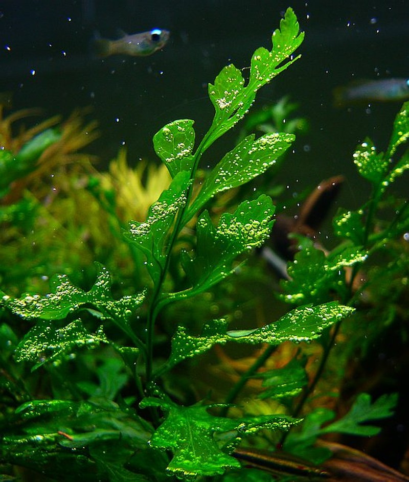 Bolbitis heudelotii photo 7