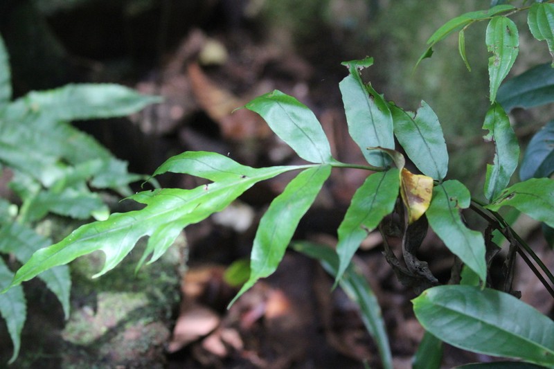 Bolbitis humblotii photo 2