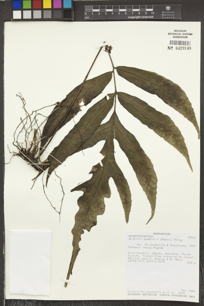 Bolbitis humblotii photo 4