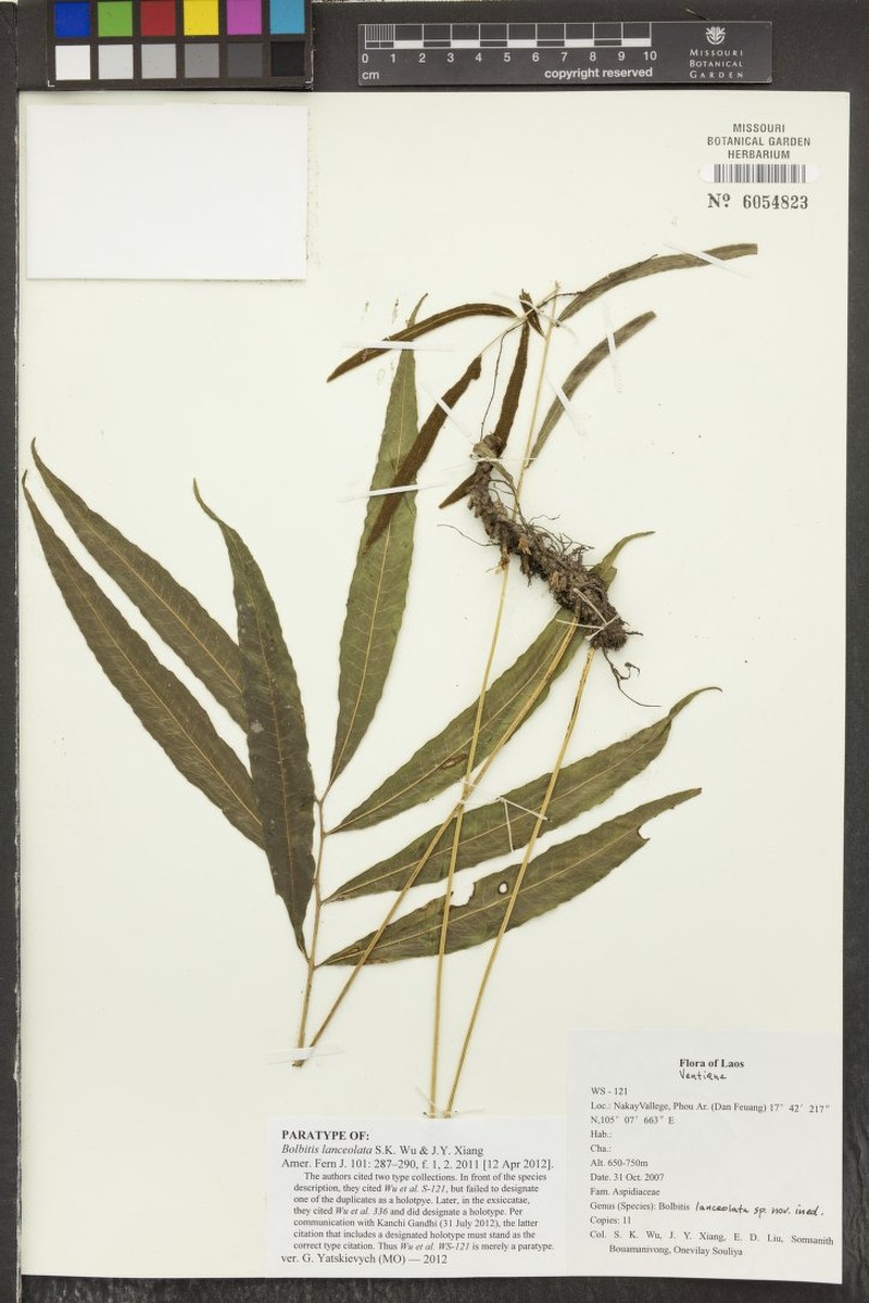 Bolbitis lanceolata