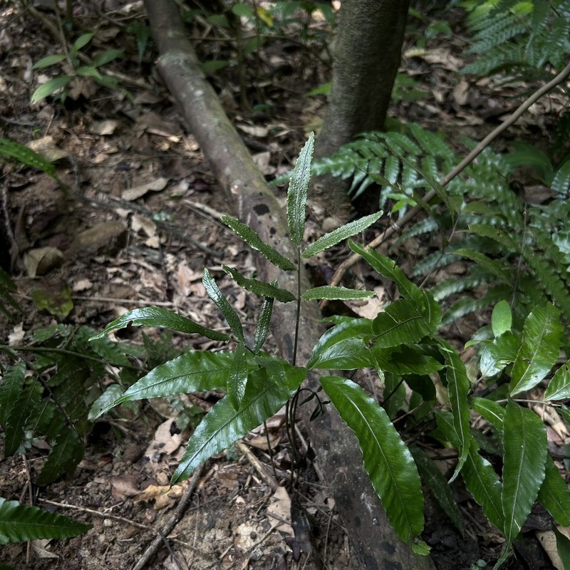 Bolbitis lianhuachihensis