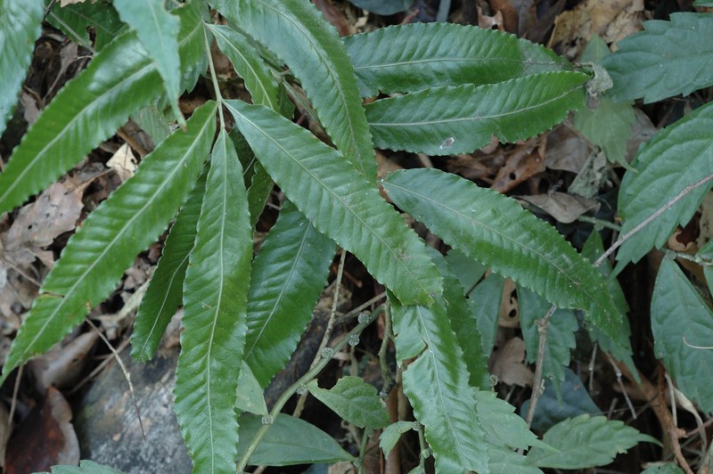 Bolbitis lianhuachihensis photo 2