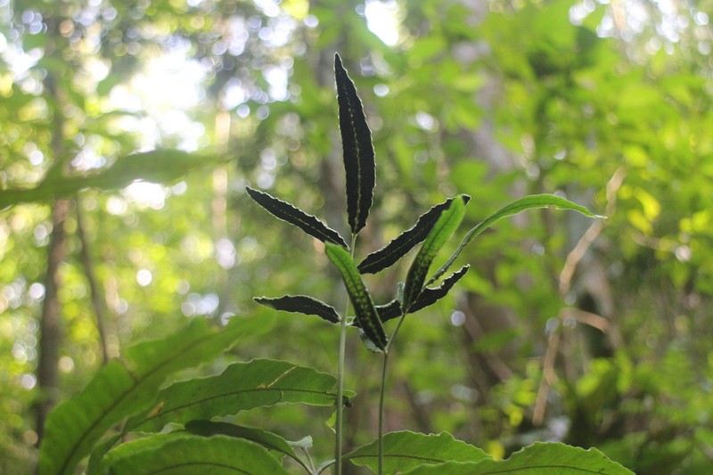Bolbitis lianhuachihensis photo 5