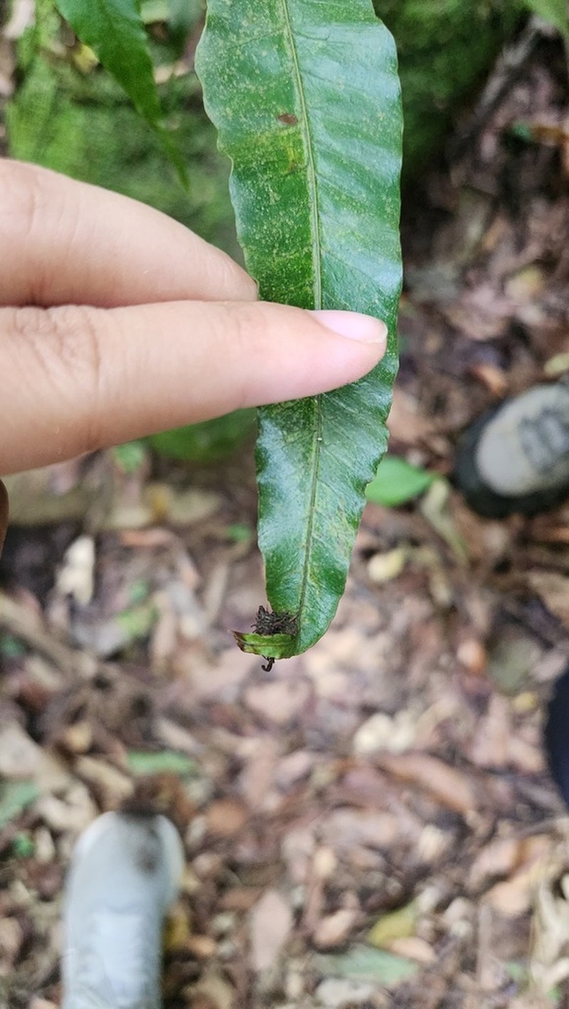 Bolbitis lianhuachihensis photo 6