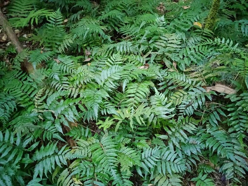 Bolbitis lonchophora