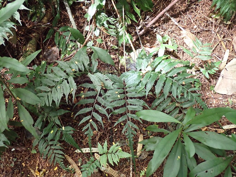 Bolbitis lonchophora photo 3