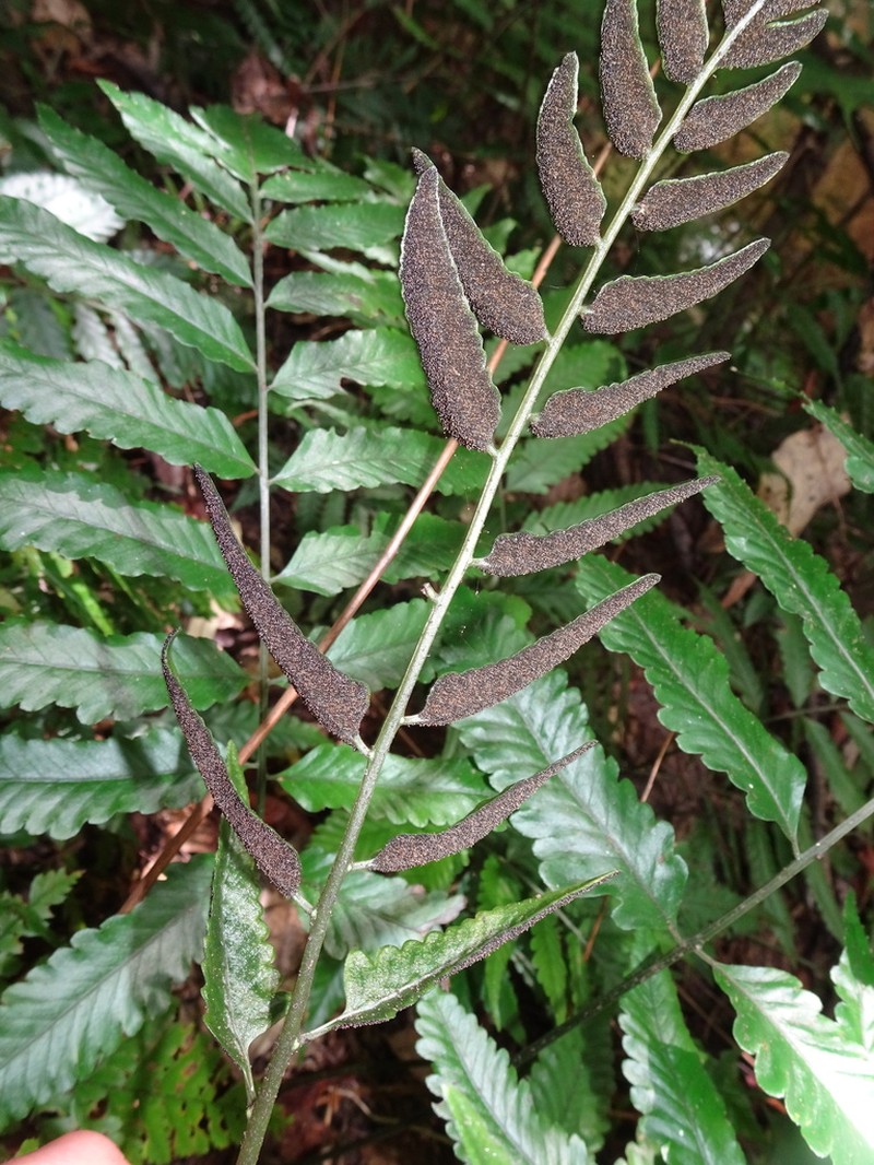 Bolbitis lonchophora photo 4