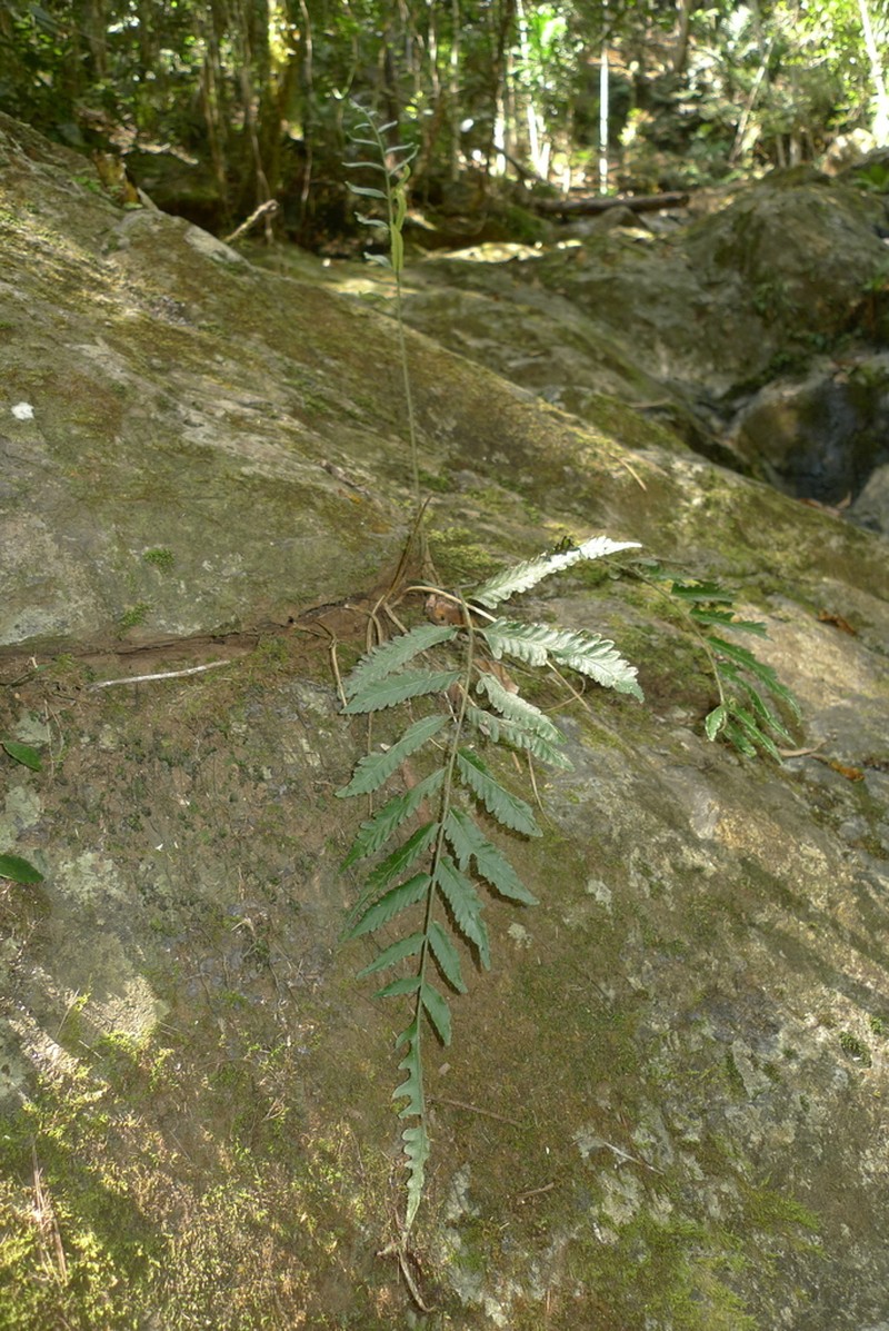 Bolbitis lonchophora photo 6