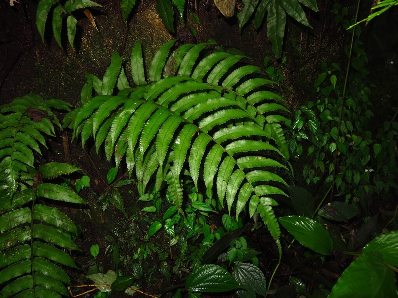 Bolbitis medogensis