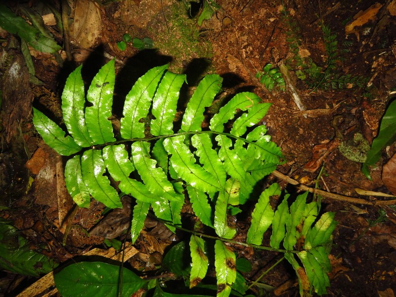 Bolbitis medogensis photo 2