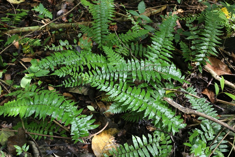 Bolbitis nodiflora