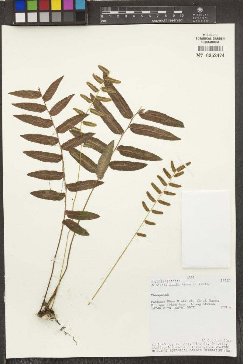 Bolbitis nodiflora photo 2
