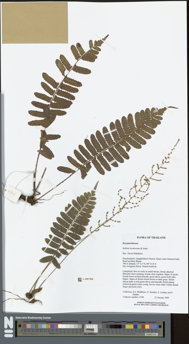 Bolbitis nodiflora photo 3