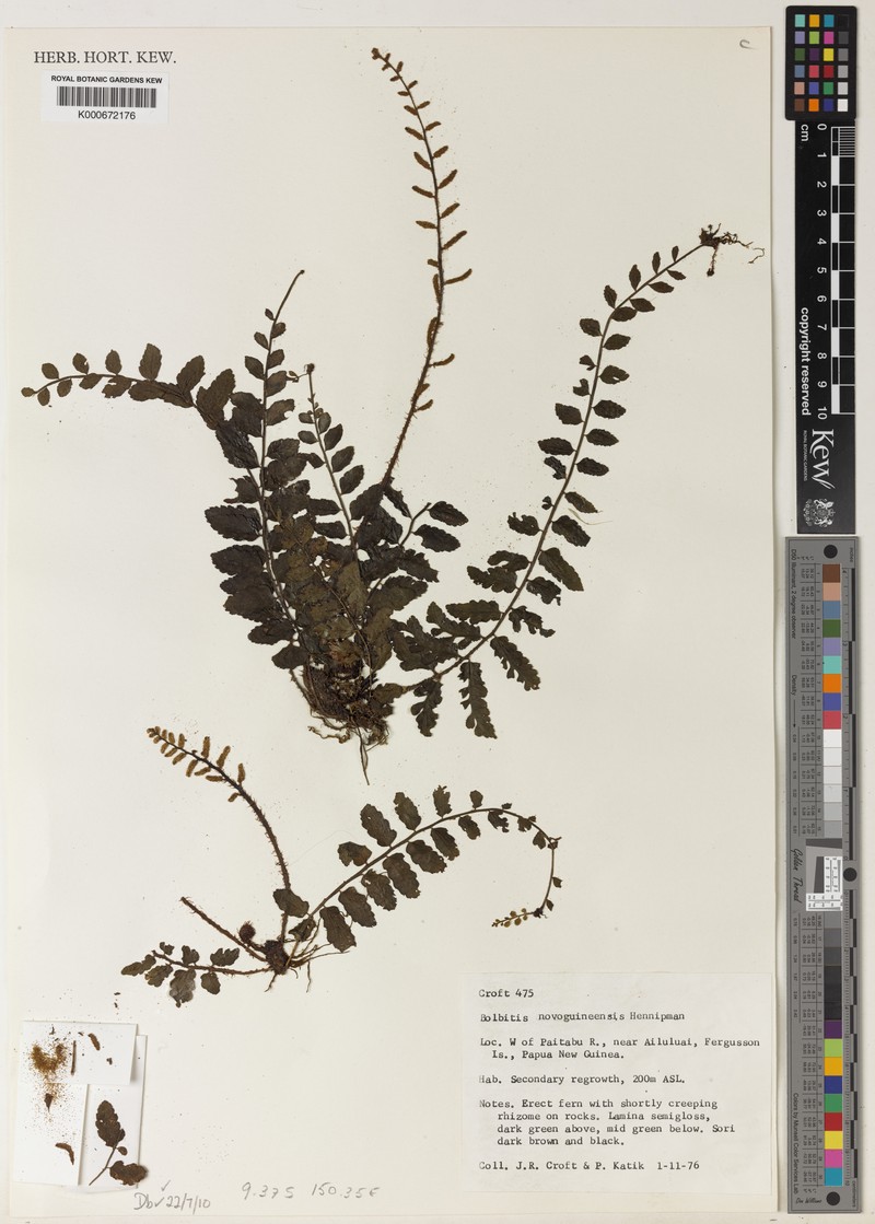 Bolbitis novoguineensis photo 2