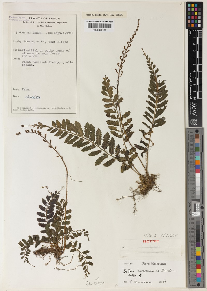 Bolbitis novoguineensis photo 3