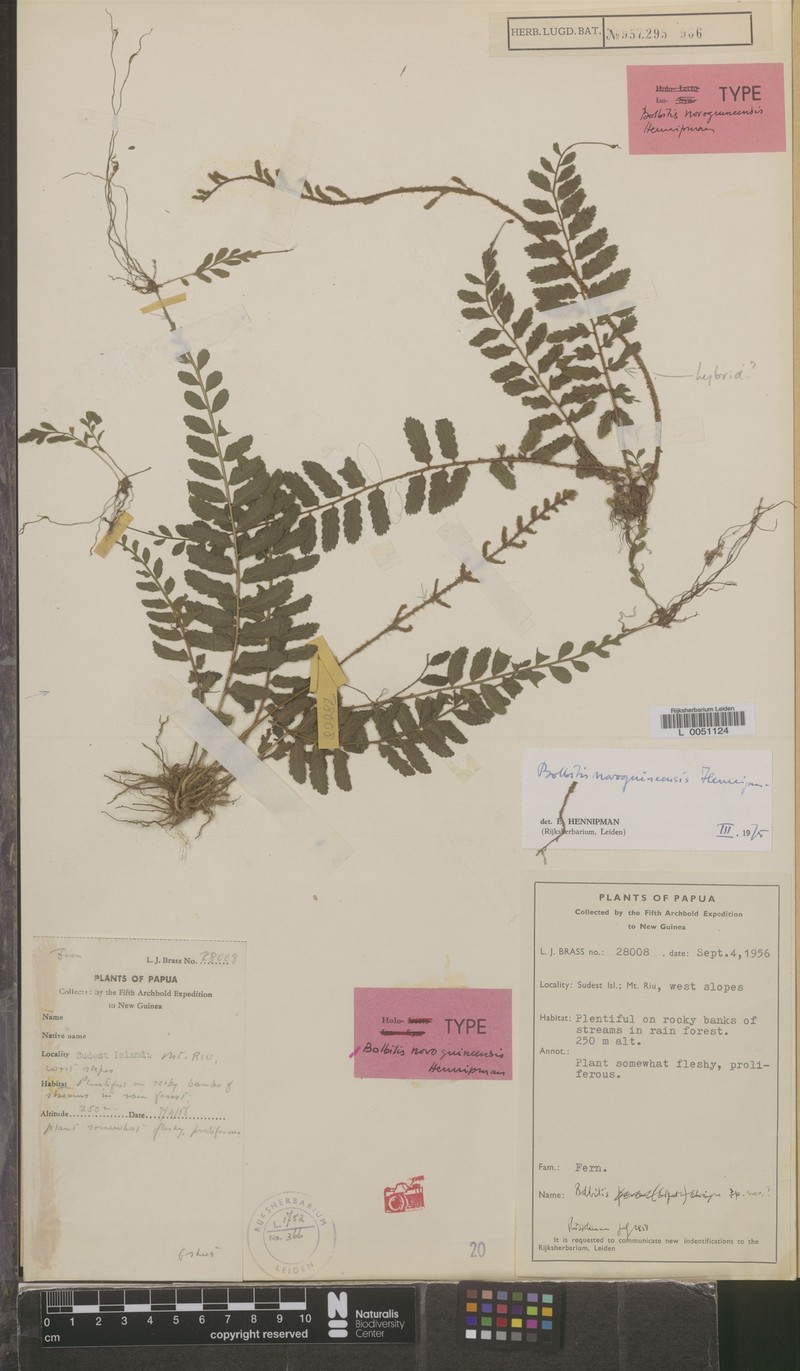 Bolbitis novoguineensis photo 4