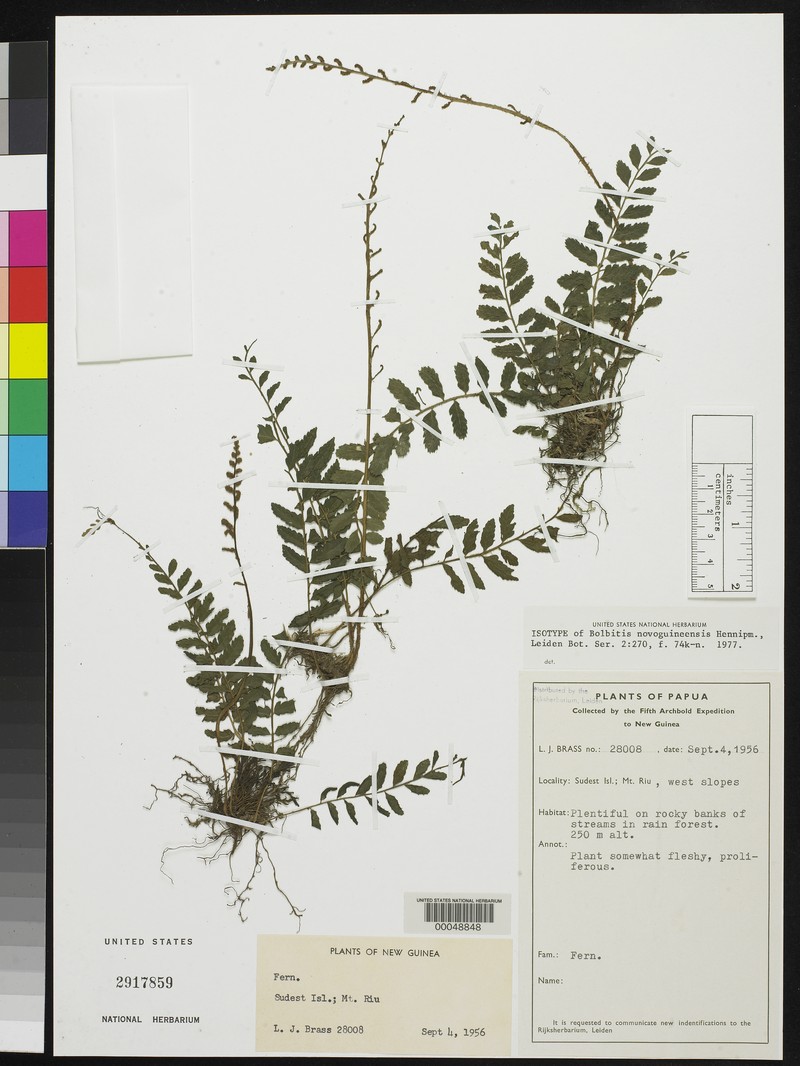 Bolbitis novoguineensis