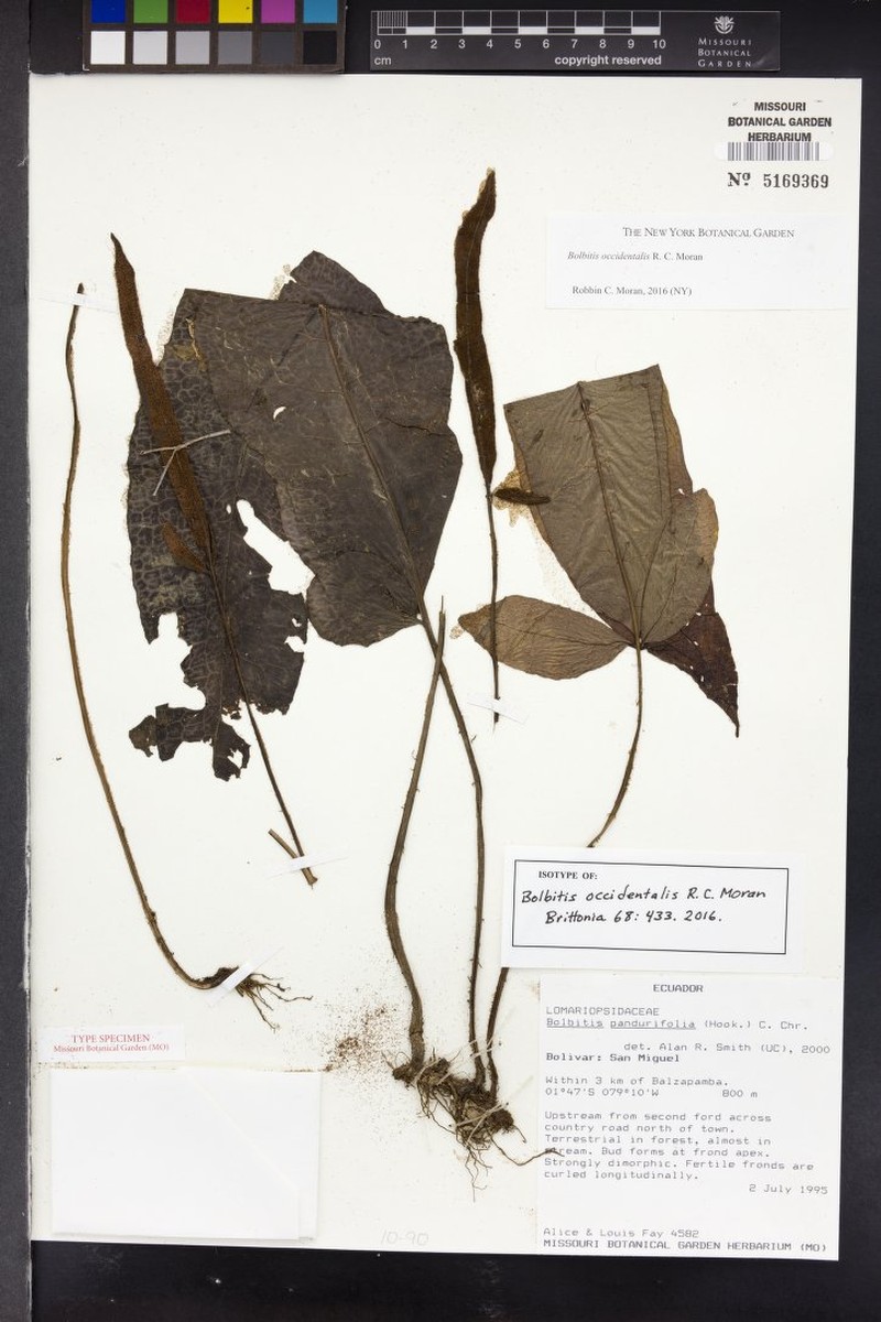 Bolbitis occidentalis