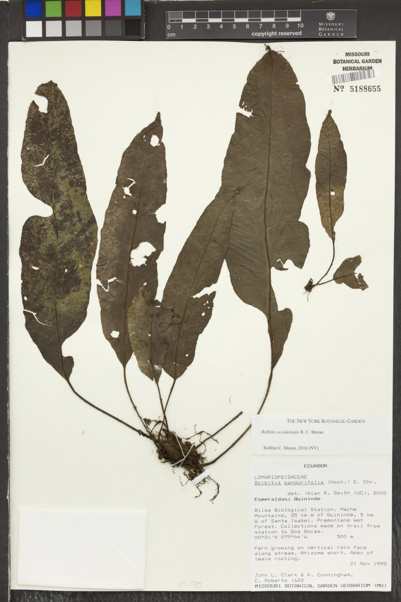 Bolbitis occidentalis photo 2