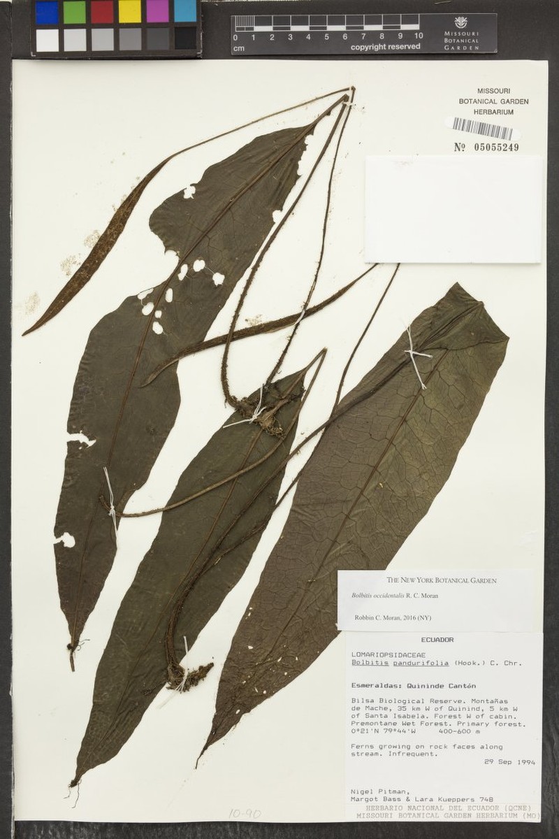 Bolbitis occidentalis photo 3