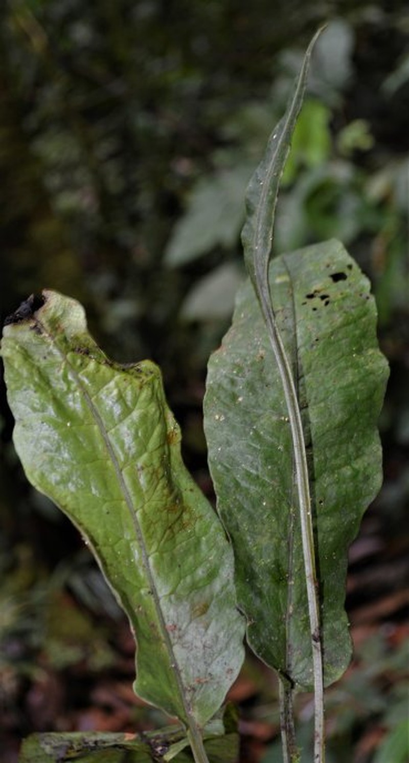 Bolbitis pandurifolia