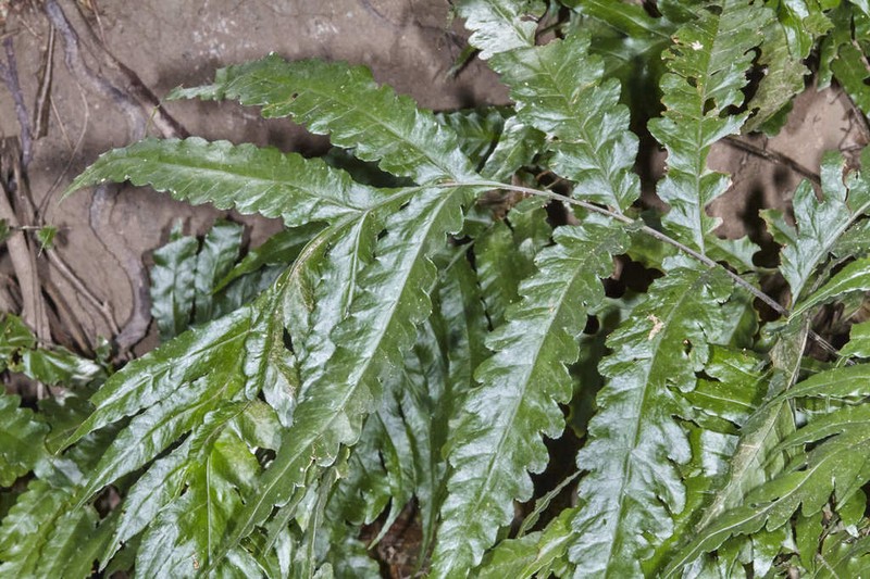 Puerto Rico Creepingfern