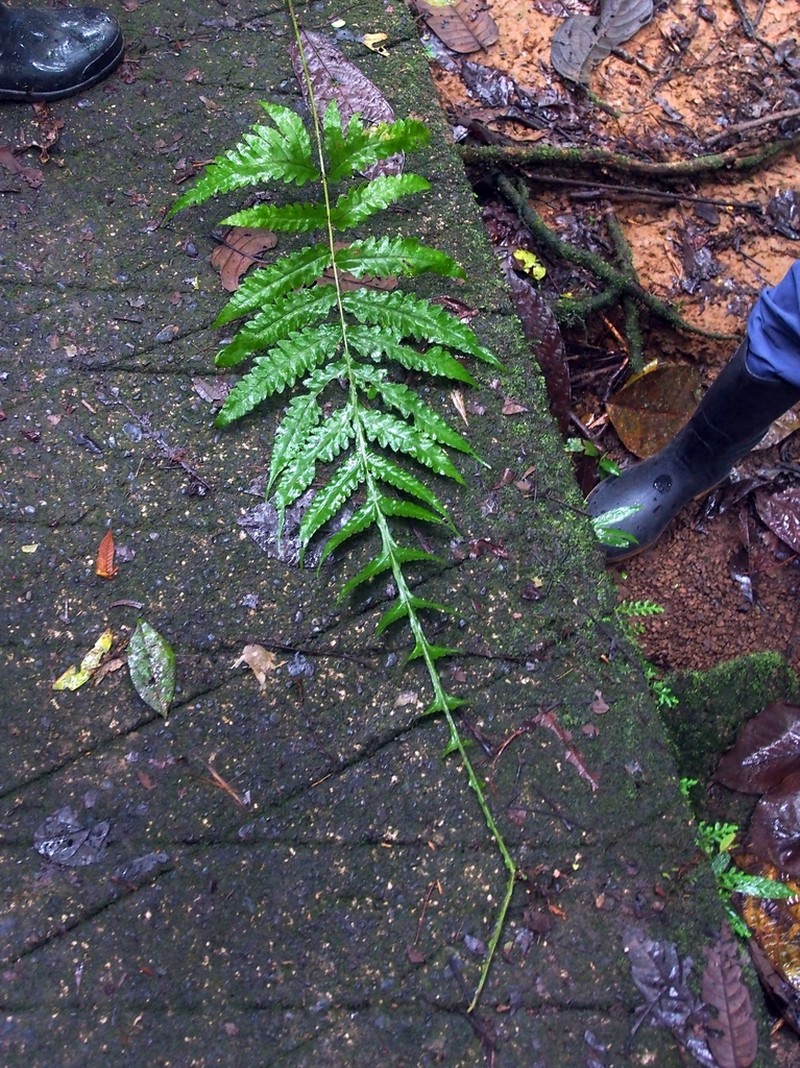 Puerto Rico Creepingfern photo 2