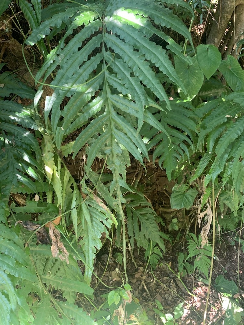 Puerto Rico Creepingfern photo 3