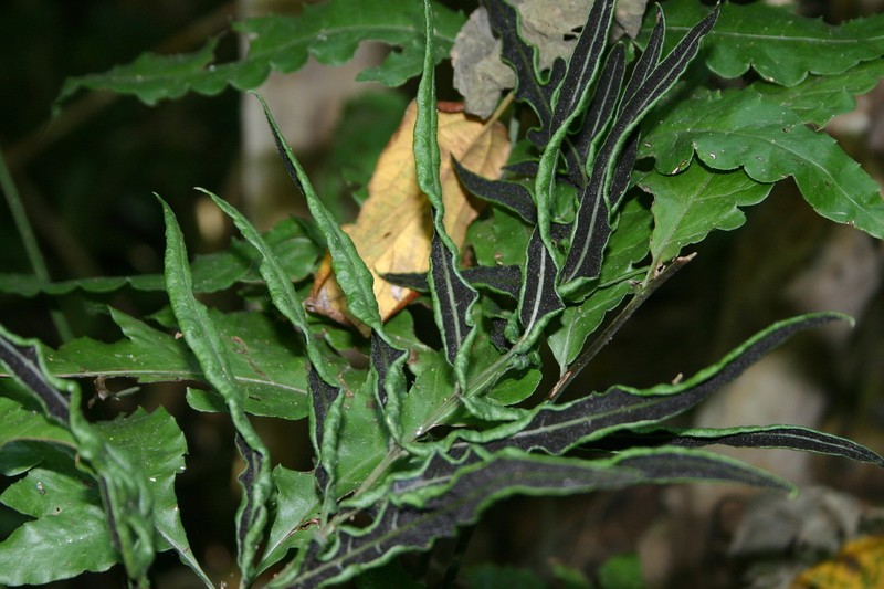 Puerto Rico Creepingfern photo 4