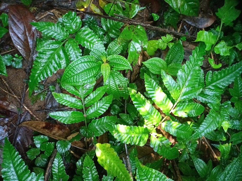 Bolbitis repanda
