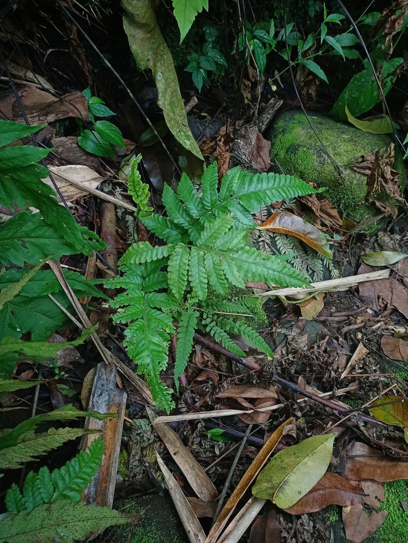 Bolbitis repanda photo 2