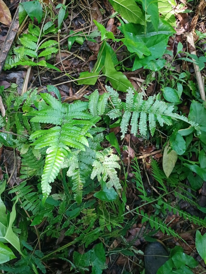 Bolbitis repanda photo 3