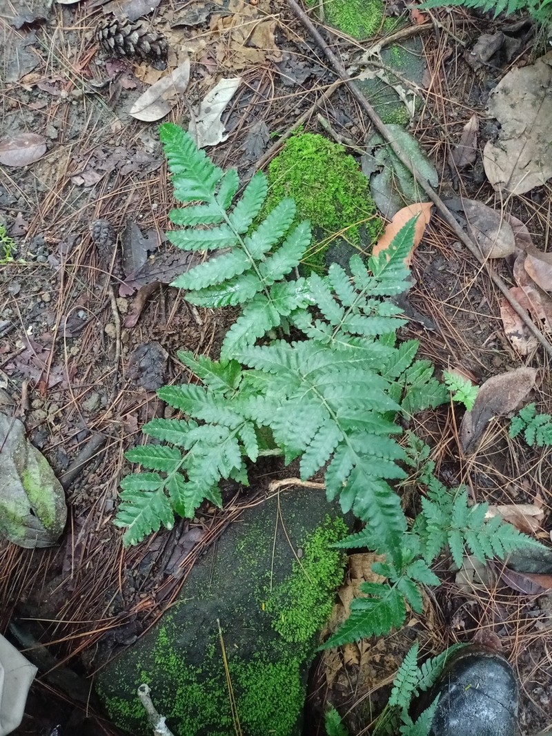 Bolbitis repanda photo 4