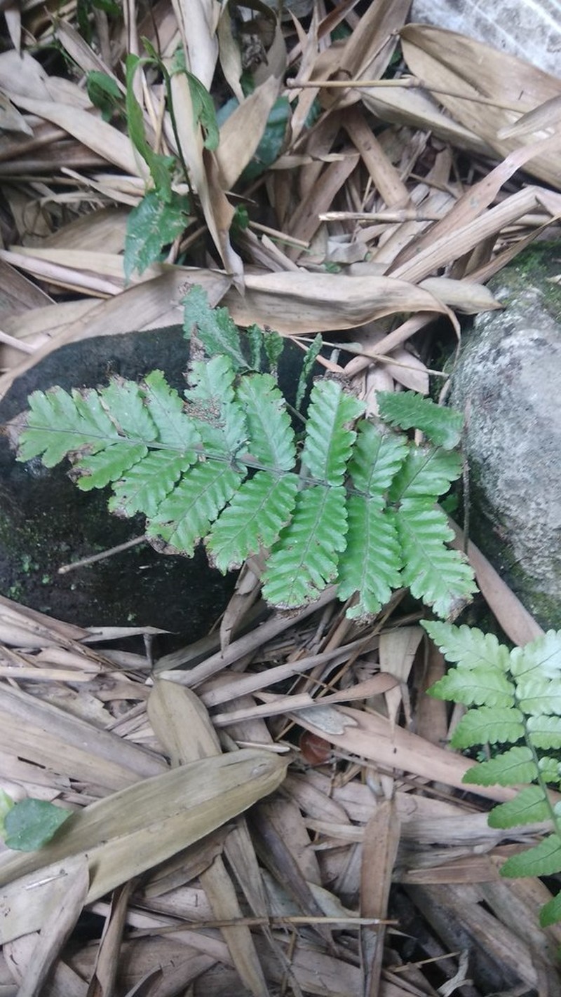 Bolbitis repanda photo 5