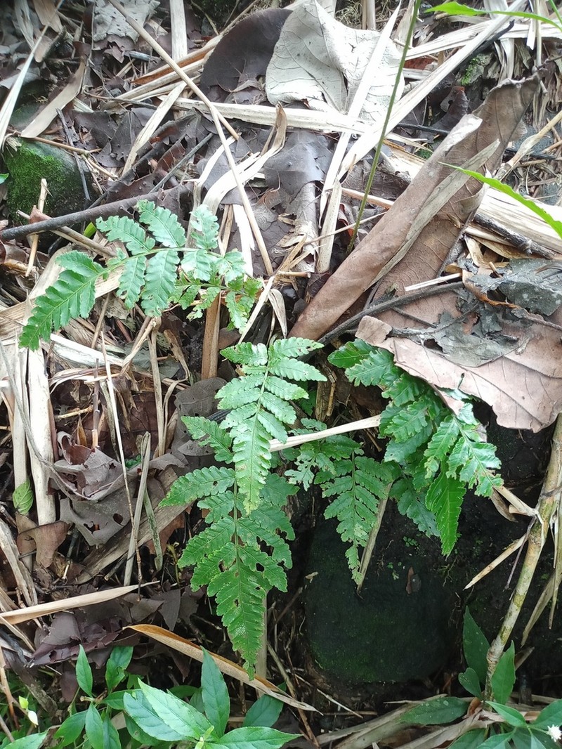 Bolbitis repanda photo 6