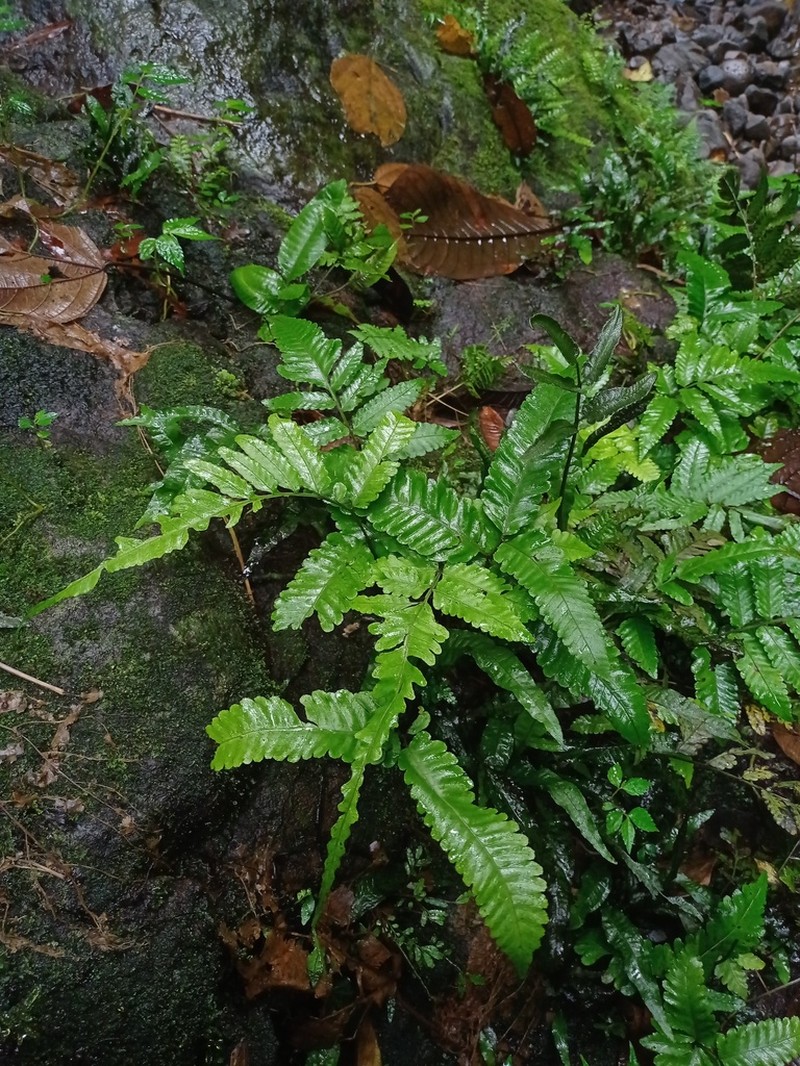 Bolbitis repanda photo 7