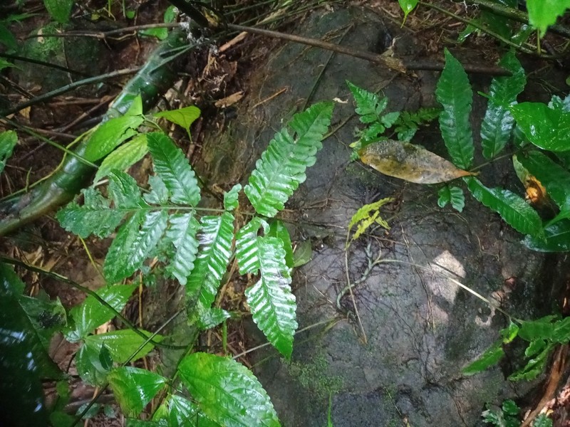 Bolbitis repanda photo 8