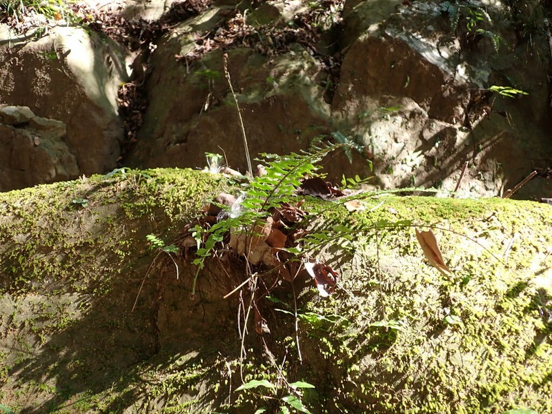Bolbitis rhizophylla