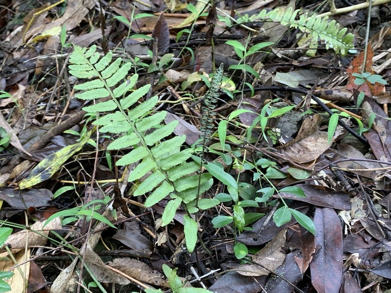 Bolbitis rhizophylla photo 2