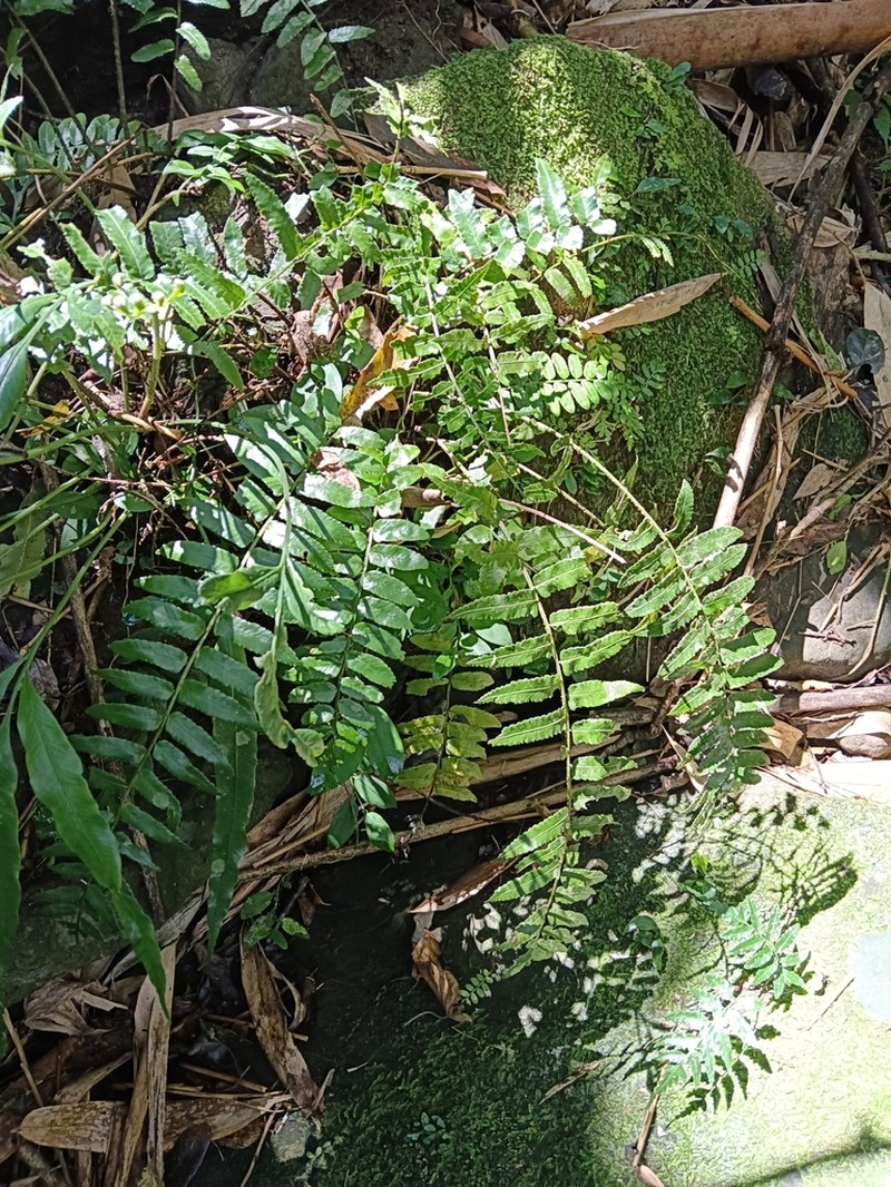 Bolbitis rhizophylla photo 3