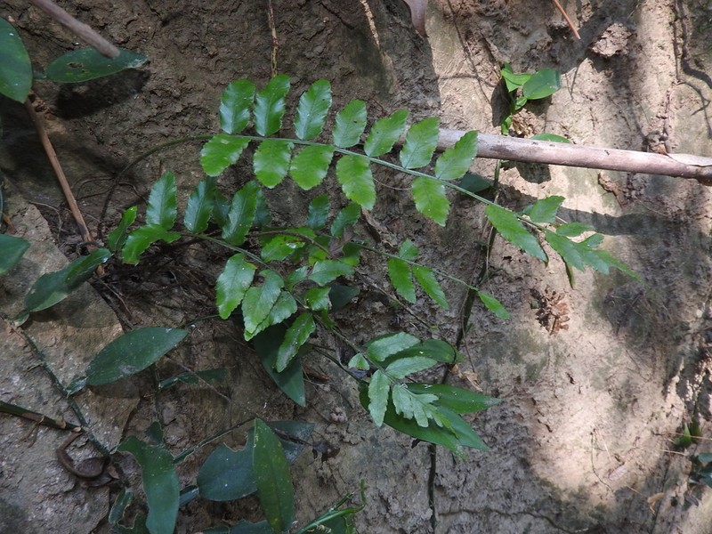 Bolbitis rhizophylla photo 4