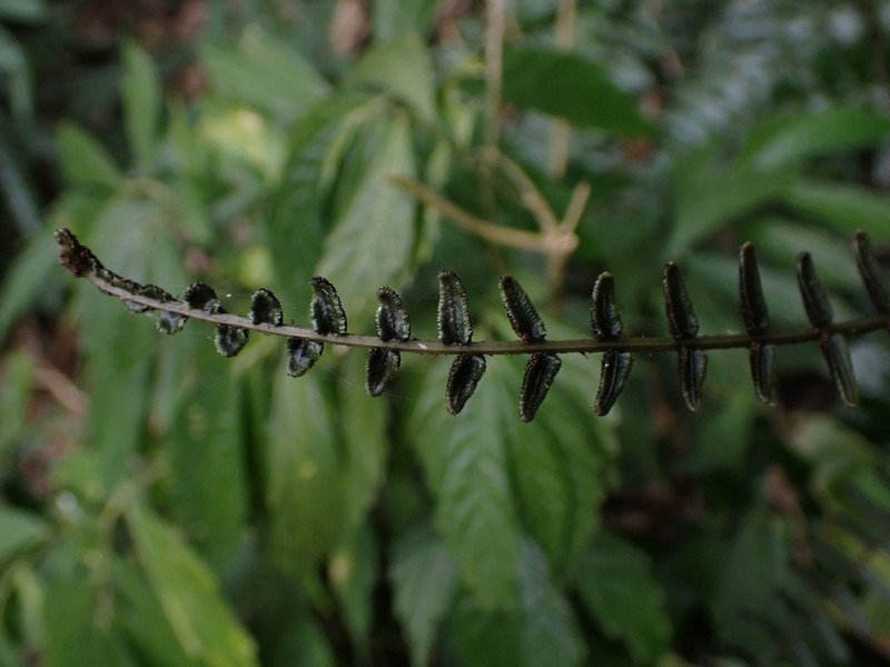 Bolbitis rhizophylla photo 5
