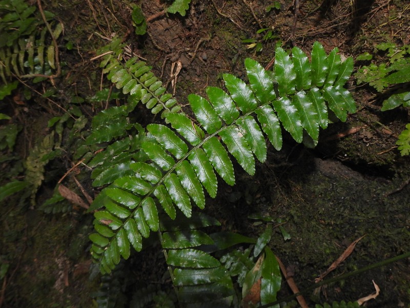 Bolbitis rhizophylla photo 6