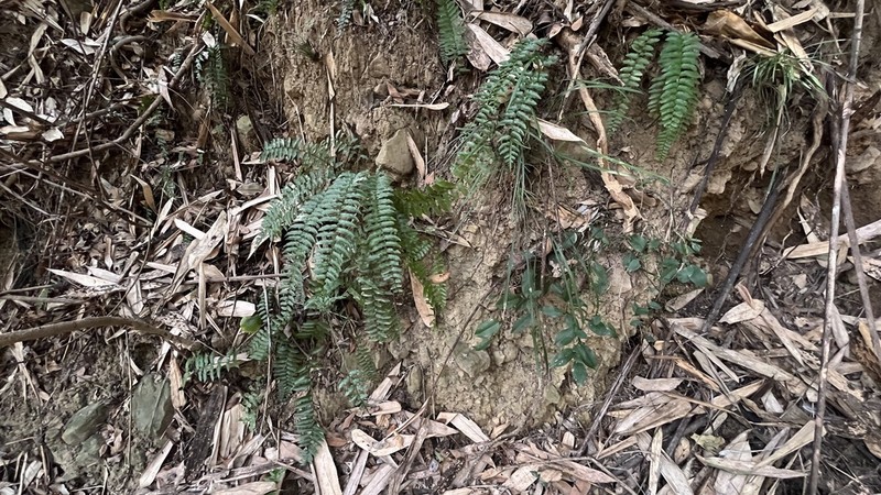 Bolbitis rhizophylla photo 8