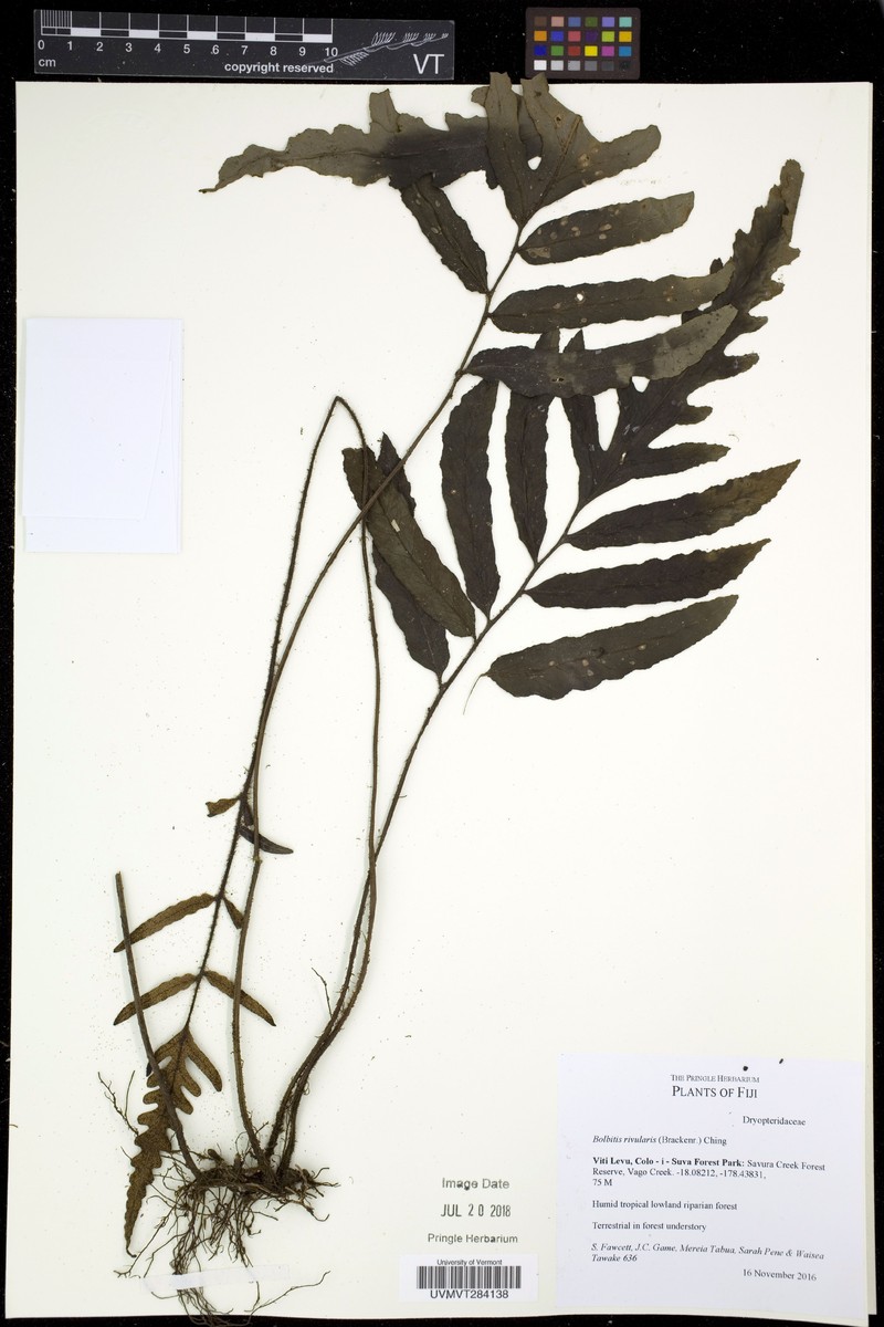 Bolbitis rivularis
