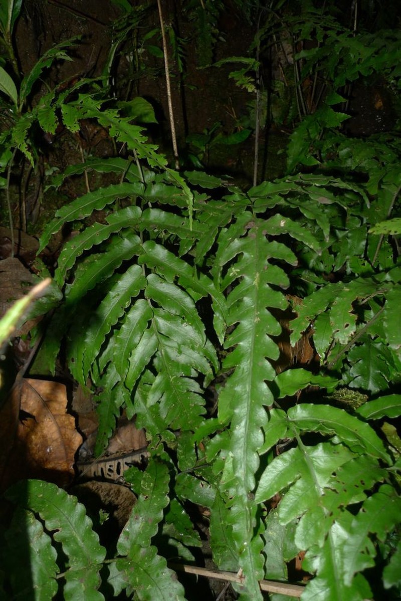 Bolbitis rivularis photo 2
